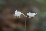 Pipsissewa <BR>Spotted wintergreen